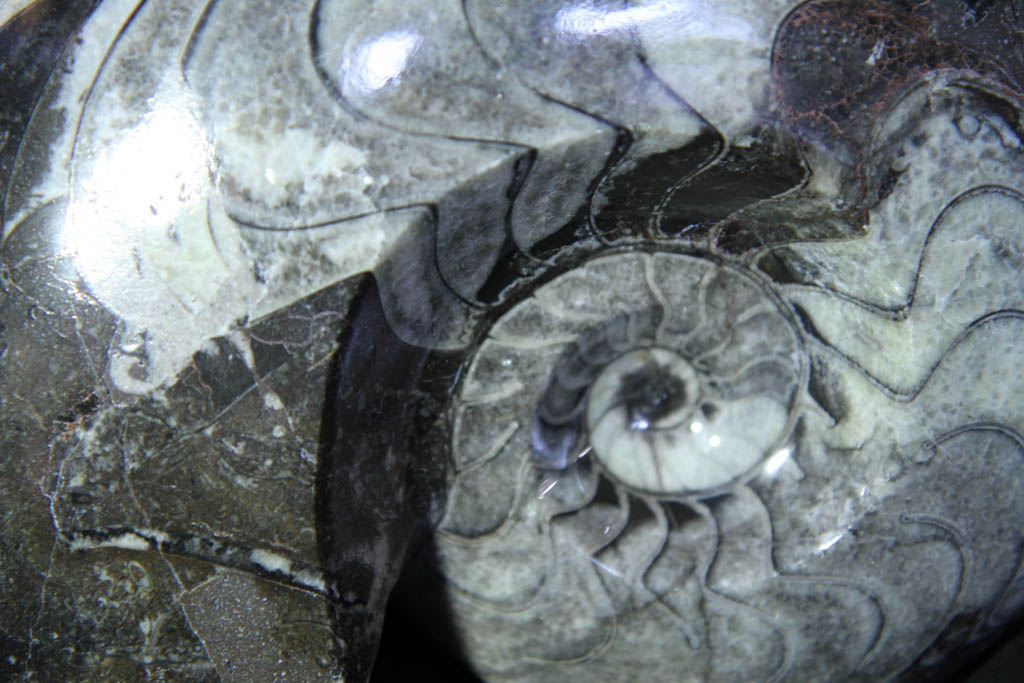 Goniatite -742 Goniatite -742