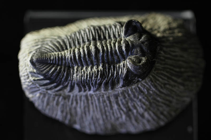 Trilobite Coltraenia oufatenensis -0