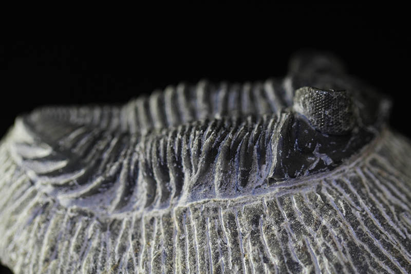 Trilobite Coltraenia oufatenensis -1899