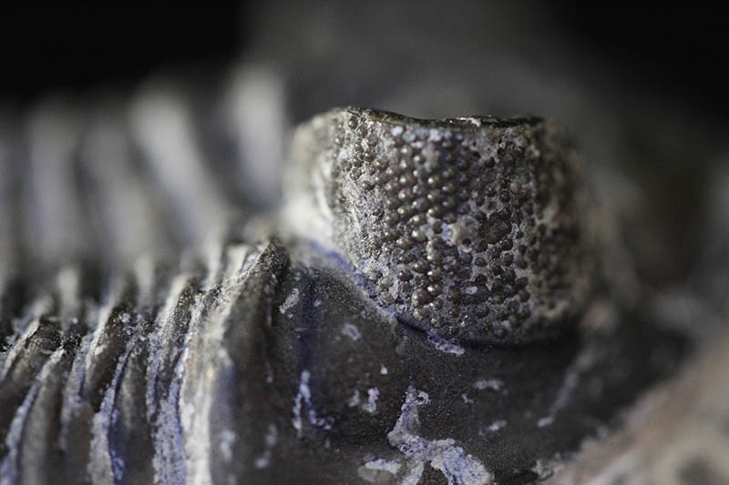 Trilobite Coltraenia oufatenensis -1900
