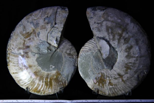 Cleoniceras Ammonite Halves -1134