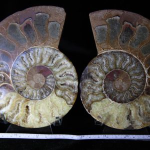 Cleoniceras Ammonite Halves -0