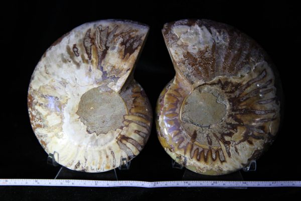 Cleoniceras Ammonite Halves -1139