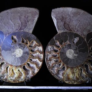 Cleoniceras Ammonite Halves -0