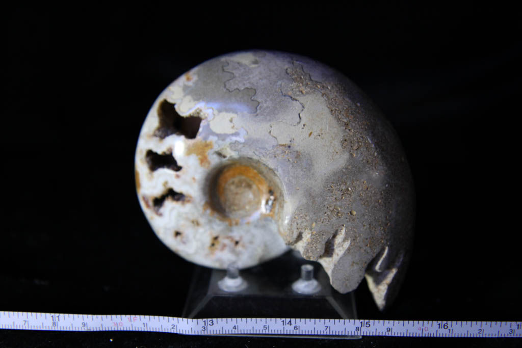 Farkiceras Ammonite-0