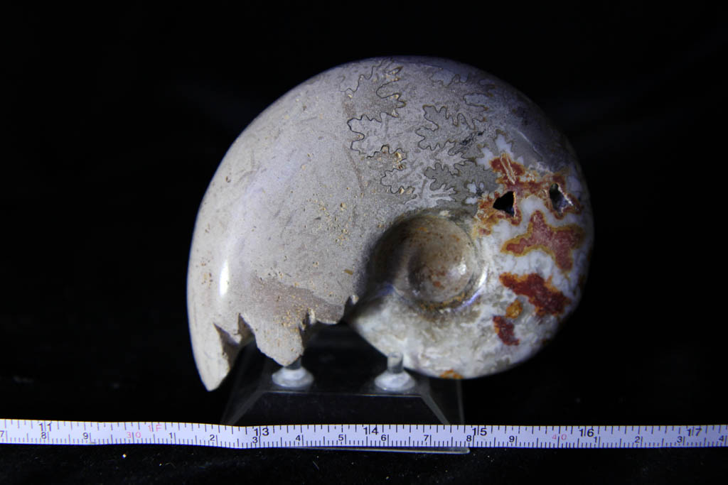 Farkiceras Ammonite-1155