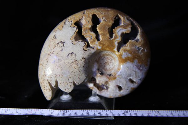 Farkiceras Ammonite-0