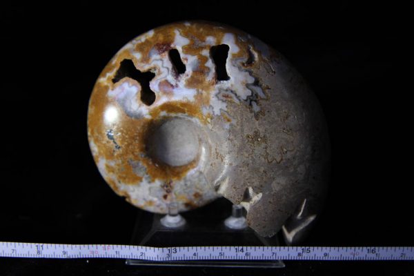 Farkiceras Ammonite-1156