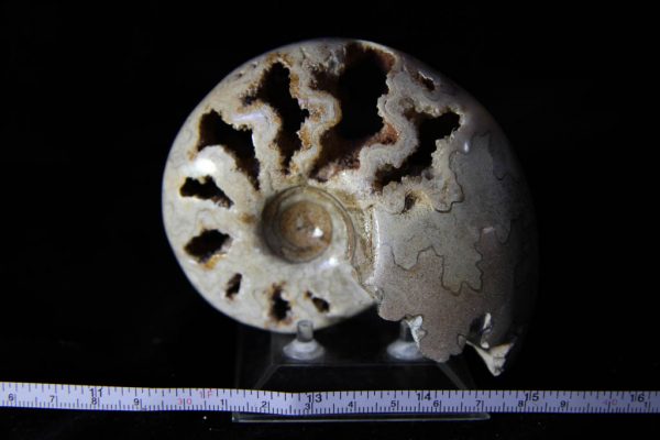 Farkiceras Ammonite-0