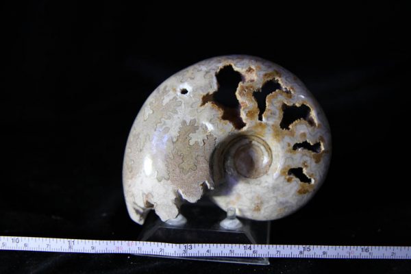 Farkiceras Ammonite-1158