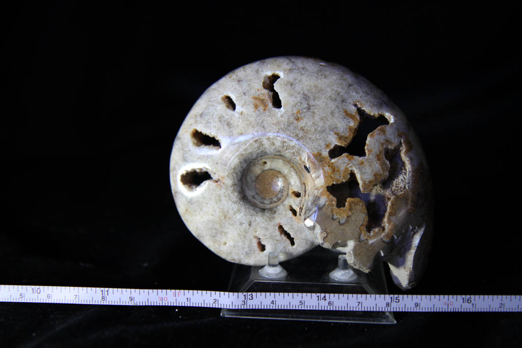 Farkiceras Ammonite-0