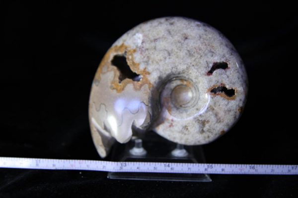 Farkiceras Ammonite-1161