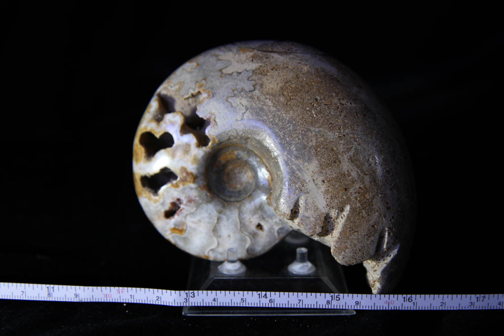 Farkiceras Ammonite-0