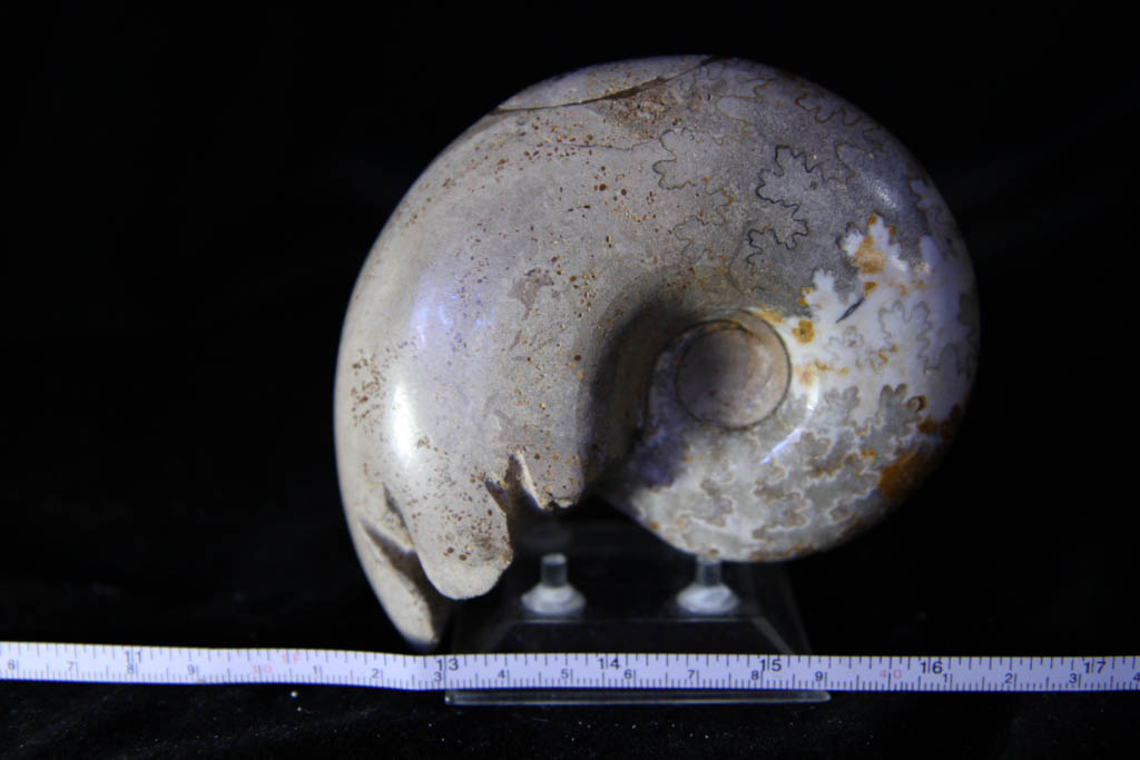 Farkiceras Ammonite-1163
