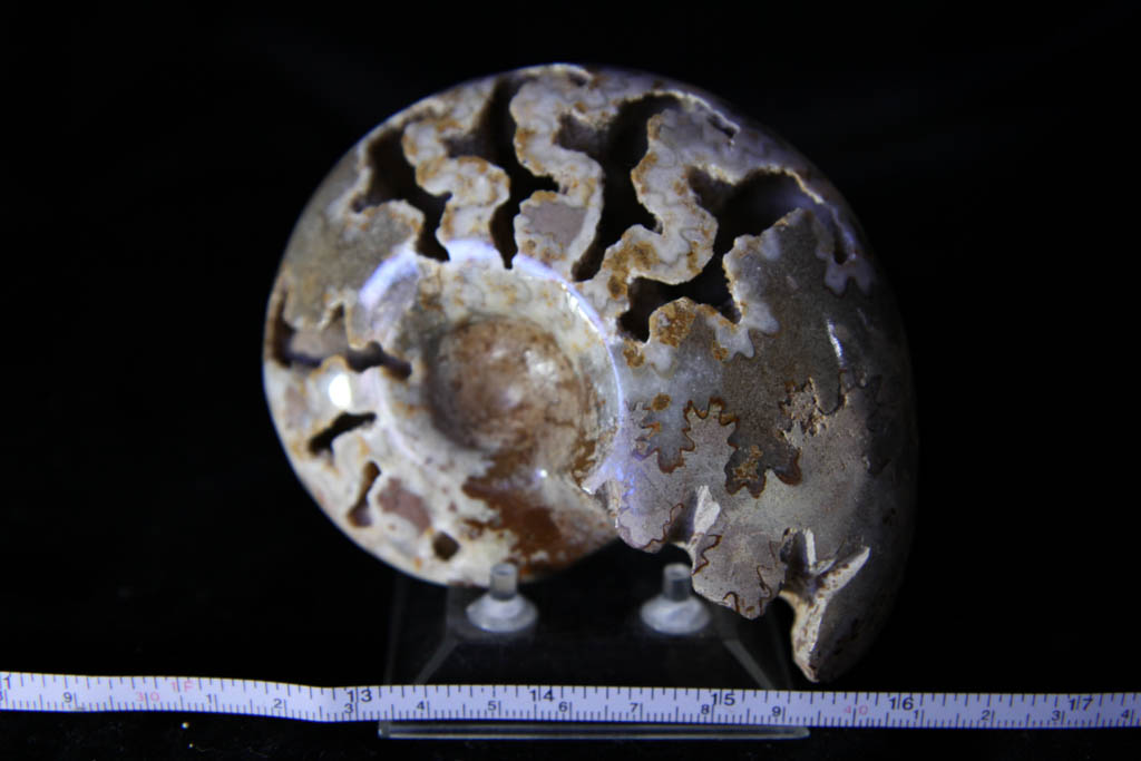 Farkiceras Ammonite-0