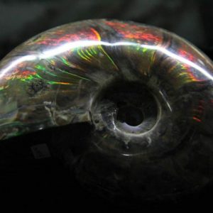 Fire Ammonite - Puzosia odiensis - Museum Grade-0