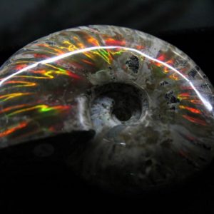 Fire Ammonite - Cleoniceras Besairiei - Museum Grade-0
