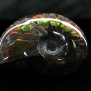 Fire Ammonite - Cleoniceras Besairiei - Museum Grade-0