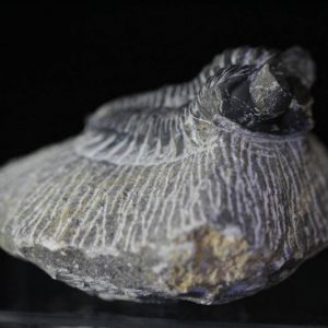 Trilobite Coltraenia oufatenensis-0