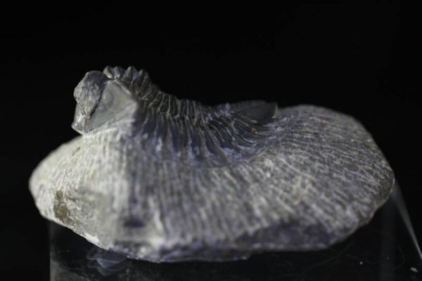Trilobite Coltraenia oufatenensis-963