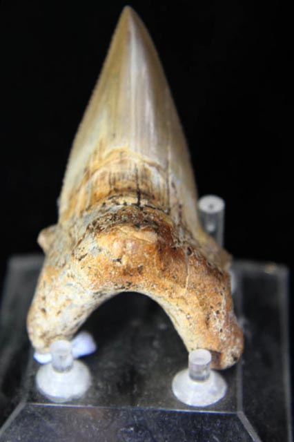 Shark Tooth - Carcharocles Auriculatus-0