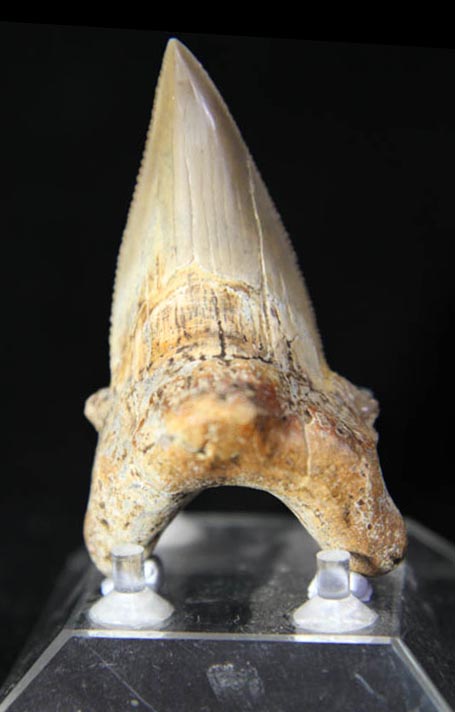 Shark Tooth - Carcharocles Auriculatus-1000