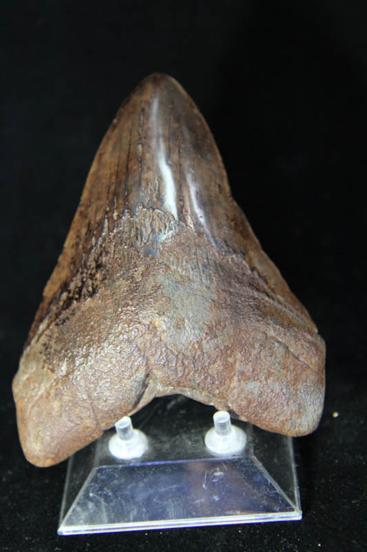 Shark Tooth - Megalodon-0