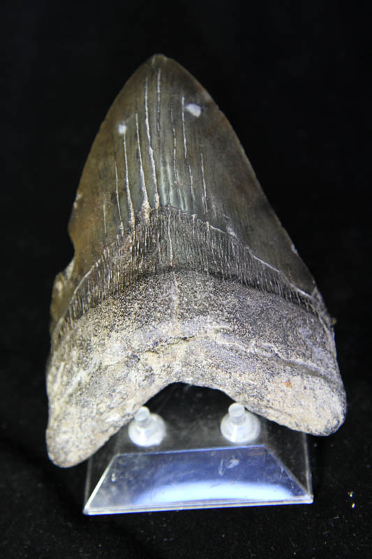 Shark Tooth - Megalodon-0