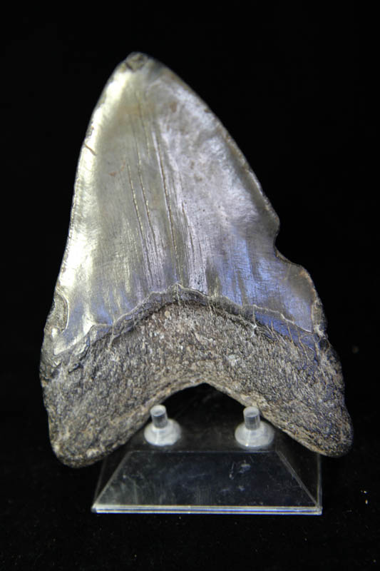 Shark Tooth - Megalodon-992