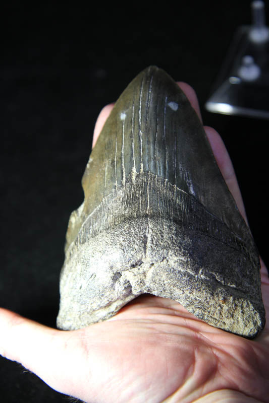 Shark Tooth - Megalodon-994