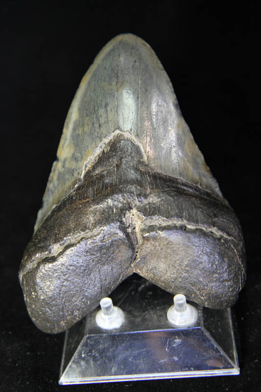 Shark Tooth - Megalodon-0