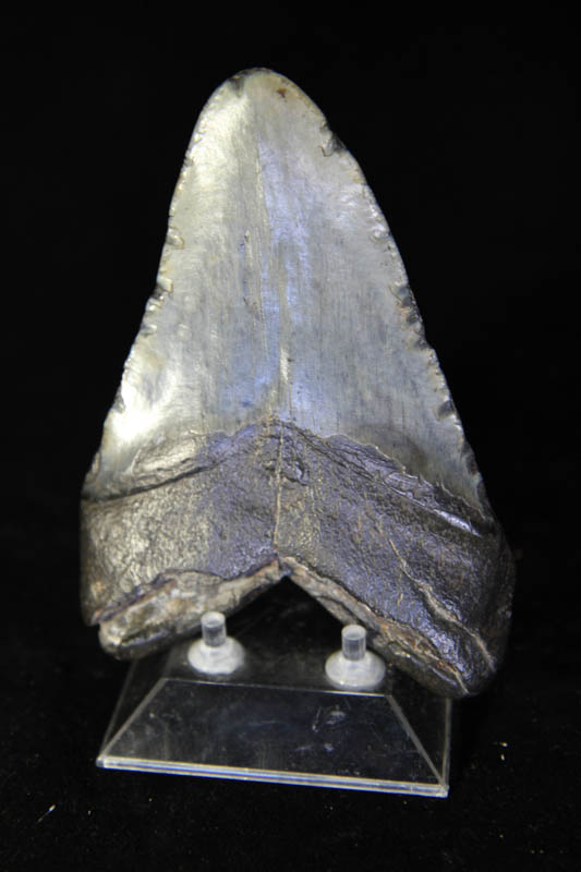 Shark Tooth - Megalodon-995