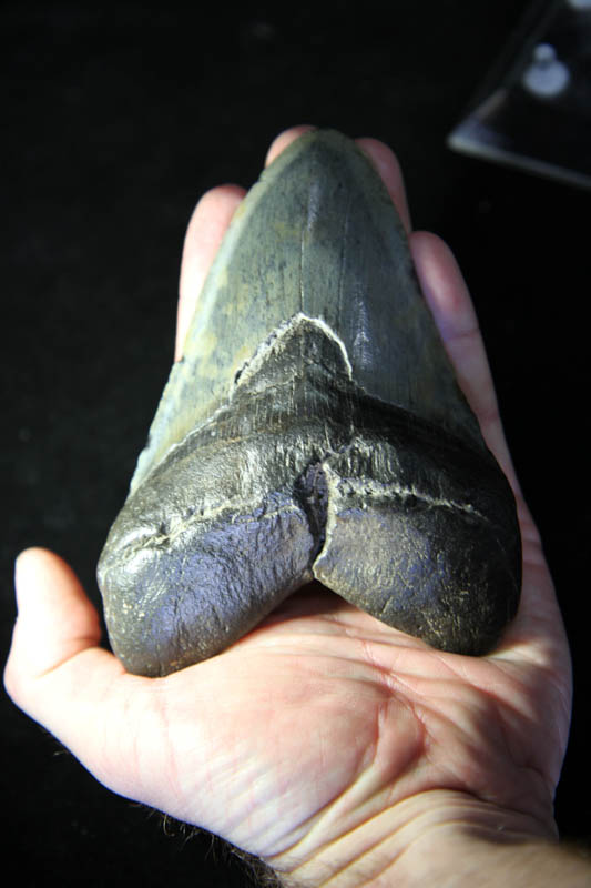 Shark Tooth - Megalodon-997