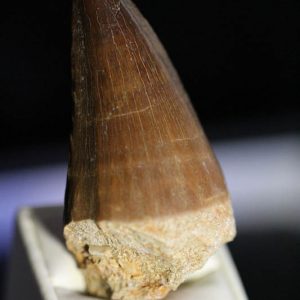Mosasaur Tooth - Liodon Anceps-0