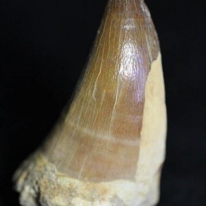 Mosasaur Tooth - Liodon Anceps-0