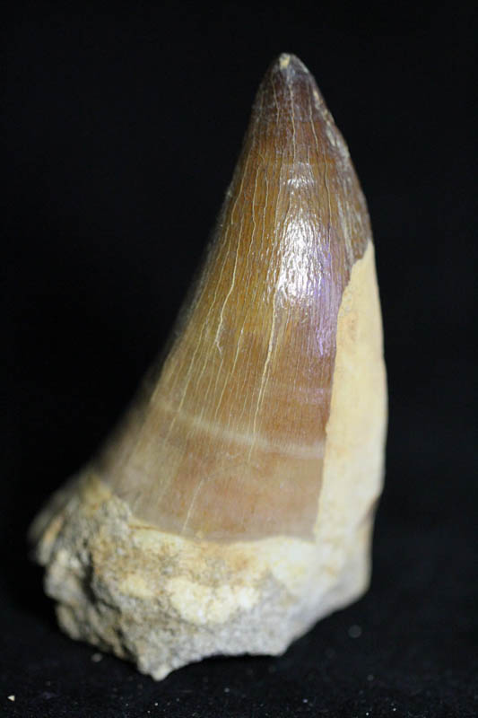 Mosasaur Tooth - Liodon Anceps-0