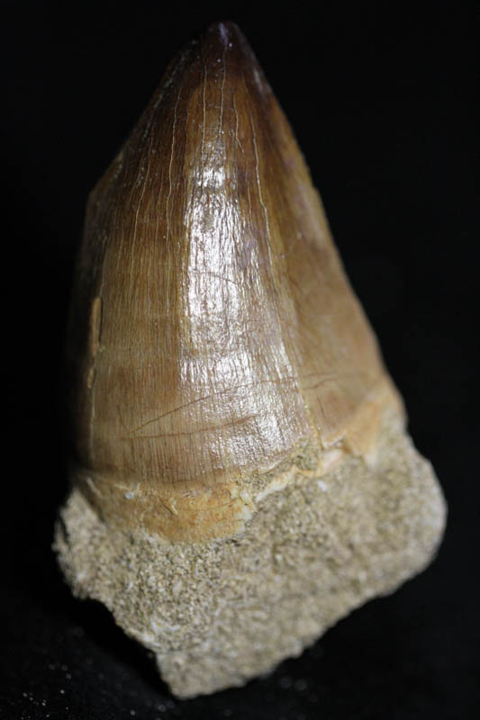 Mosasaur Tooth - Liodon Anceps-0