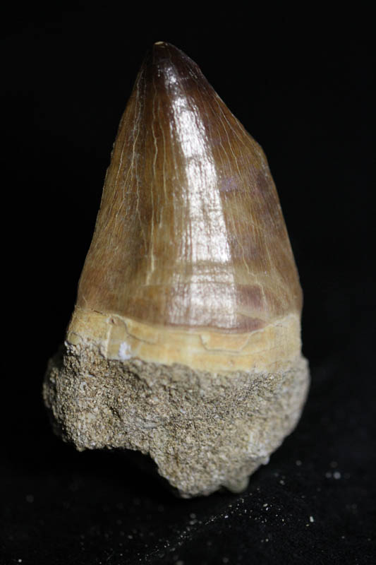 Mosasaur Tooth - Liodon Anceps-1022