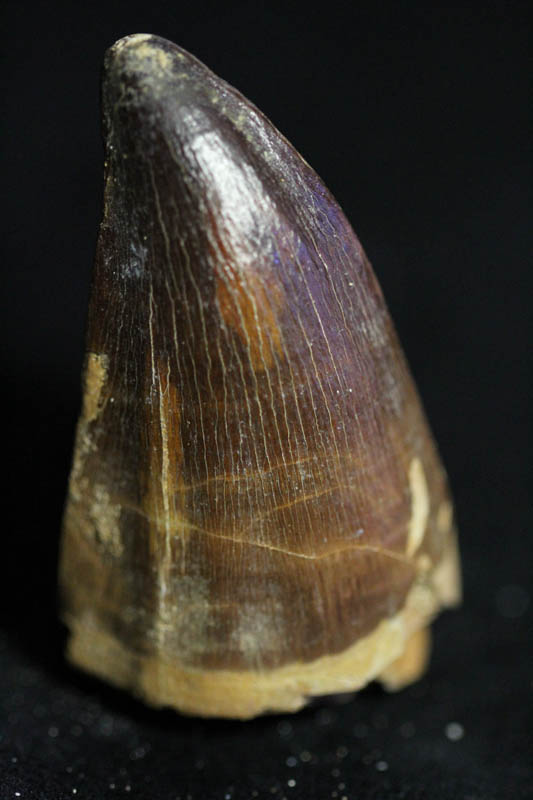 Mosasaur Tooth Liodon Anceps-0