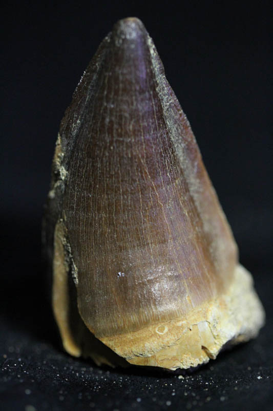 Mosasaur Tooth - Liodon Anceps-0