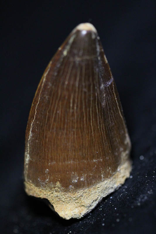 Mosasaur Tooth - Liodon Anceps-0