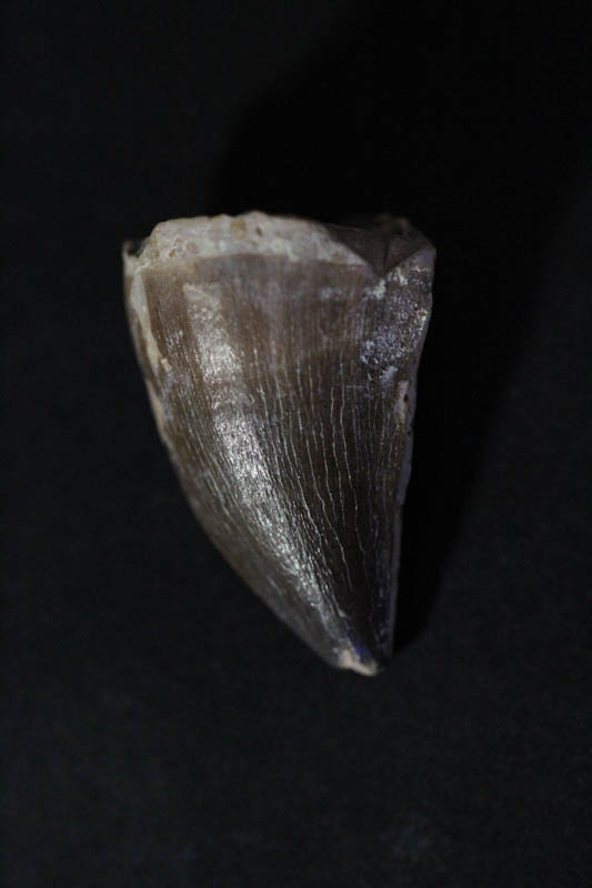 Mosasaur Tooth - Liodon Anceps-0