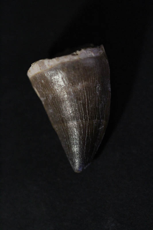 Mosasaur Tooth - Liodon Anceps-1426