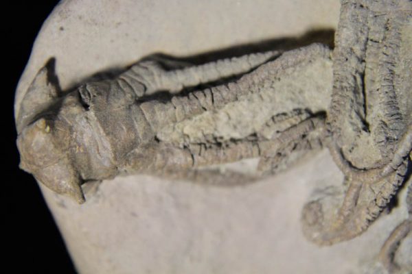 Crinoid Jimbacrinus bostocki-1061
