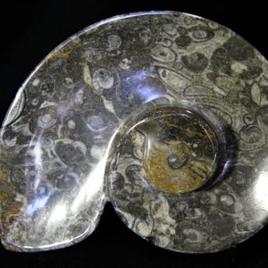 Gray Ammonite Plate-0