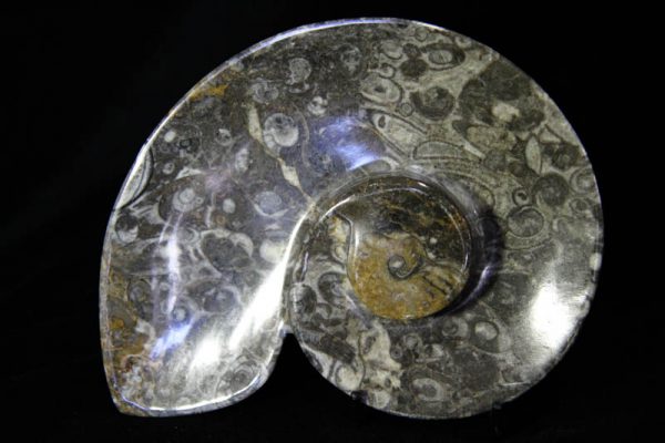 Gray Ammonite Plate-0
