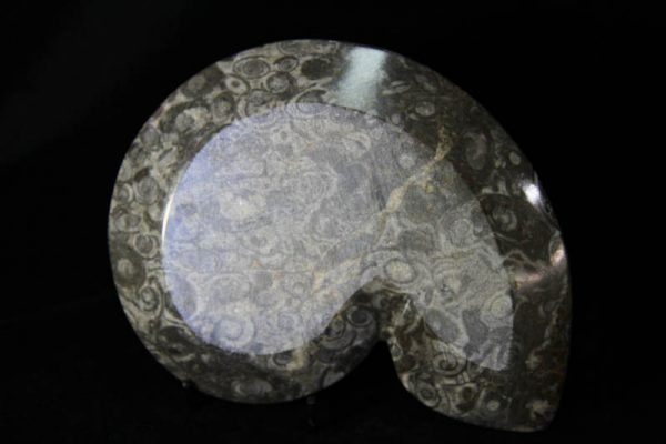 Gray Ammonite Plate-1325
