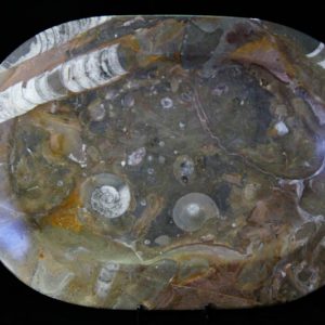 Fossil Oval Platter Medium-0