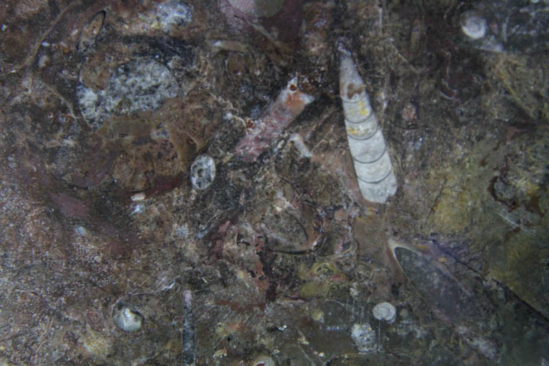 Round Platter Medium-1343 Round Platter Medium-1343