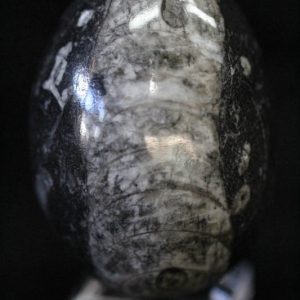 Fossil Egg Black - Large-0